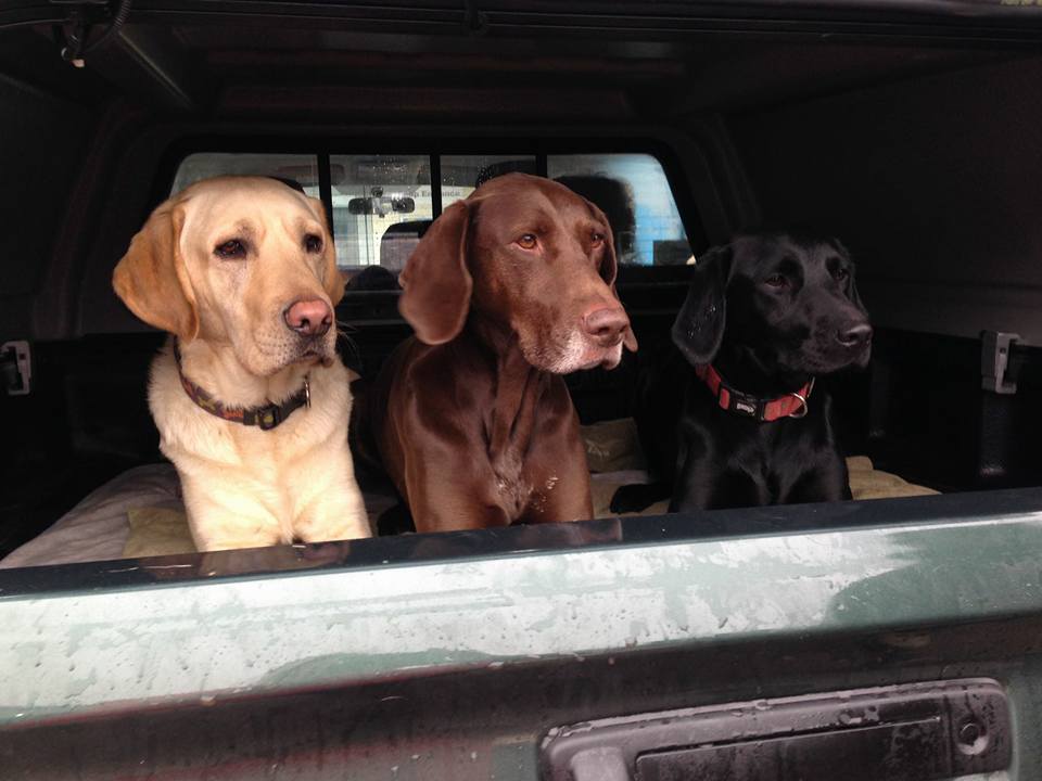 Dog Walking Wakefield, West Yorkshire: Chris Beech Dog Training & Walking Service