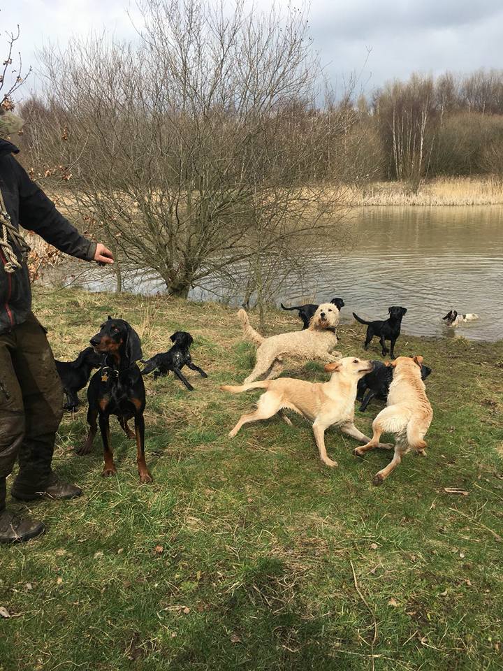Dog Walking Wakefield, West Yorkshire: Chris Beech Dog Training & Walking Service