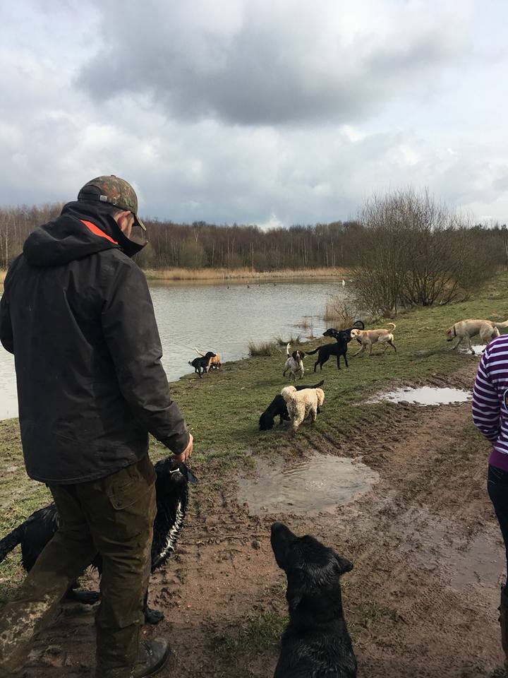 Dog Walking Wakefield, West Yorkshire: Chris Beech Dog Training & Walking Service
