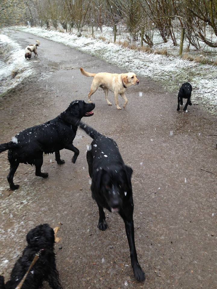 Dog Walking Wakefield, West Yorkshire: Chris Beech Dog Training & Walking Service