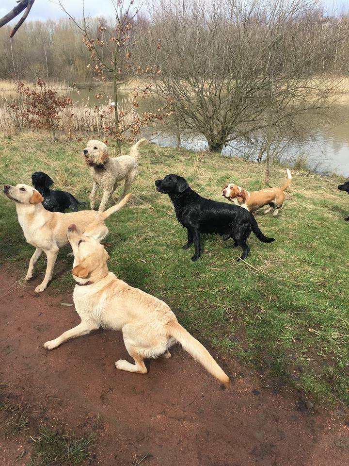 Dog Walking Wakefield, West Yorkshire: Chris Beech Dog Training & Walking Service