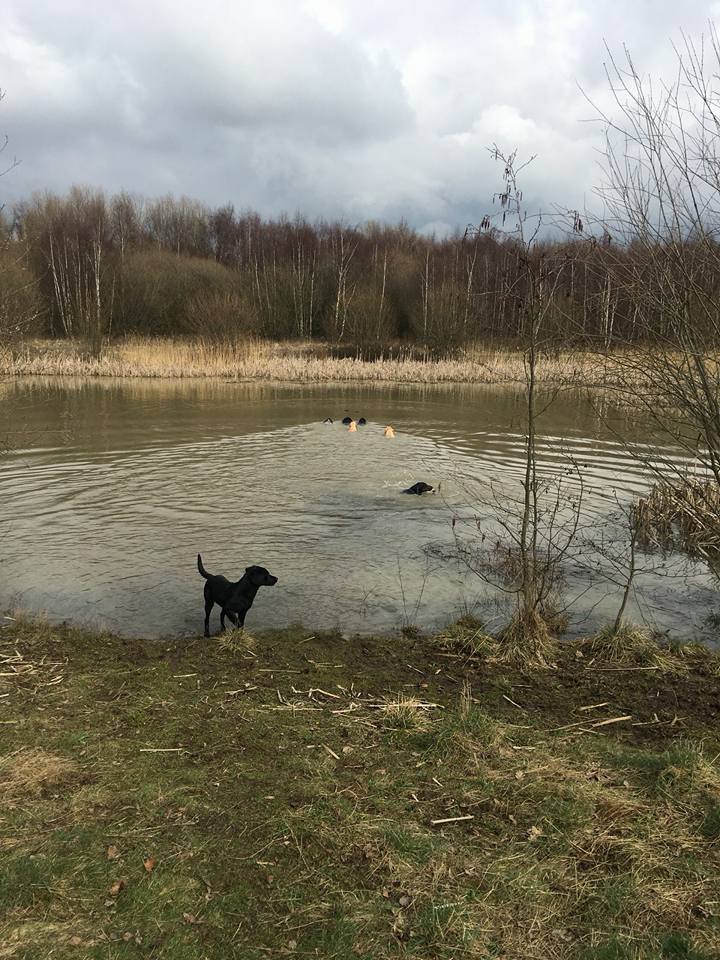 Dog Walking Wakefield, West Yorkshire: Chris Beech Dog Training & Walking Service