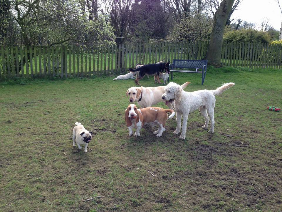 Dog Walking Wakefield, West Yorkshire: Chris Beech Dog Training & Walking Service