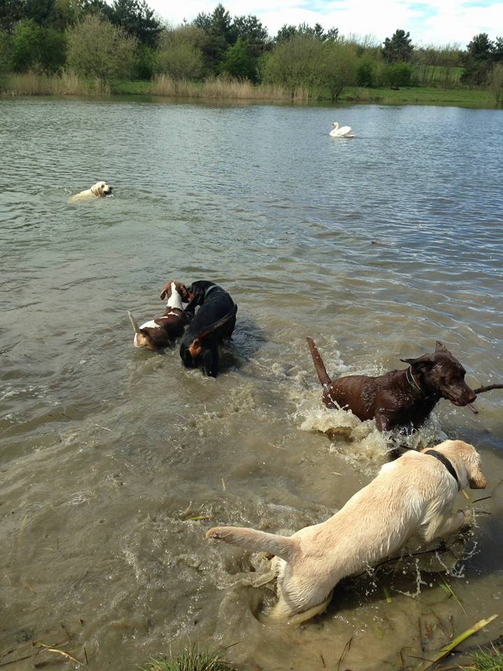 Dog Walking Wakefield, West Yorkshire: Chris Beech Dog Training & Walking Service