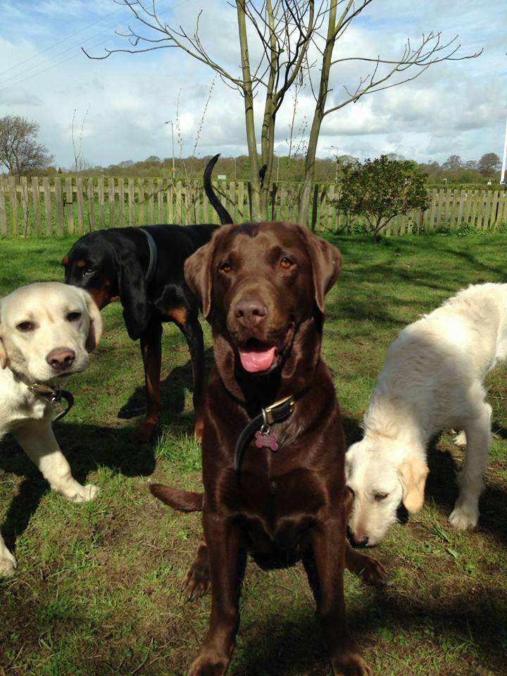 Dog Walking Wakefield, West Yorkshire: Chris Beech Dog Training & Walking Service