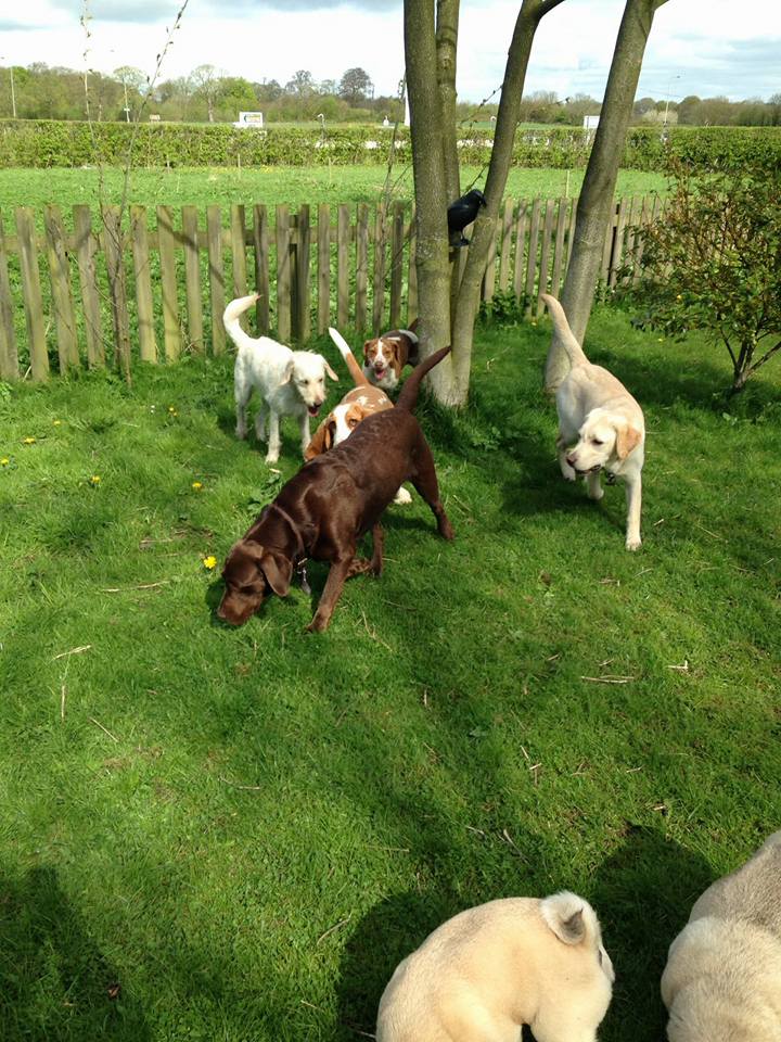 Dog Walking Wakefield, West Yorkshire: Chris Beech Dog Training & Walking Service