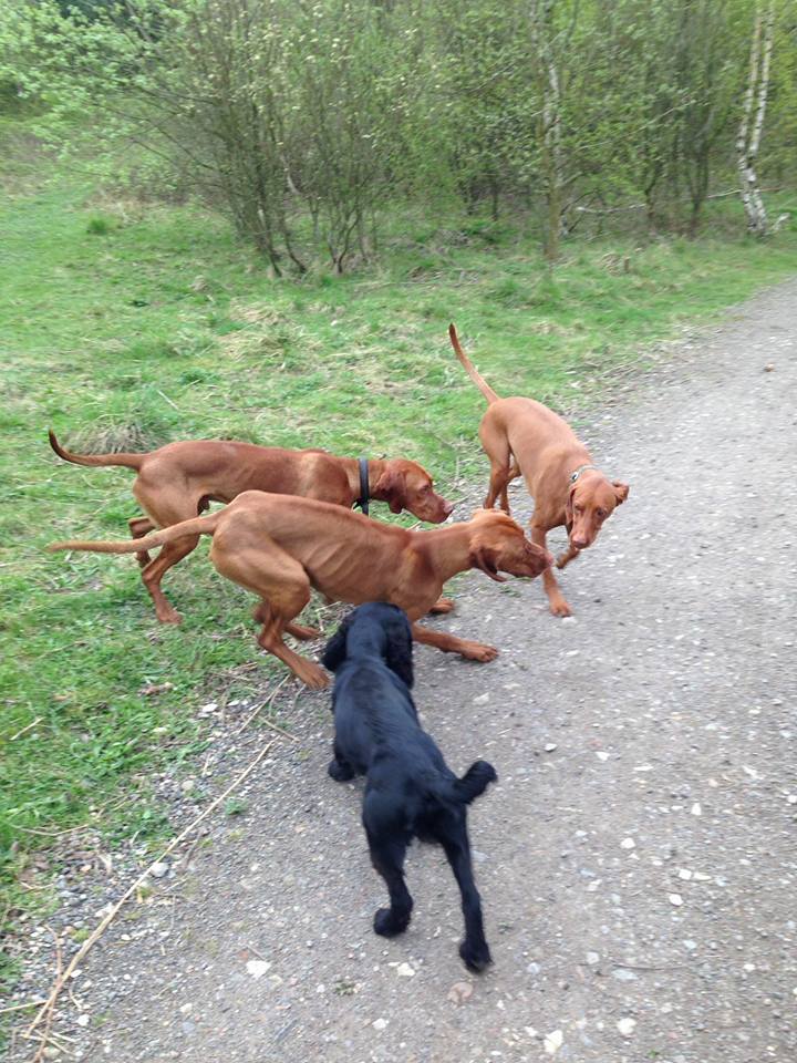 Dog Training and Dog Walking Service