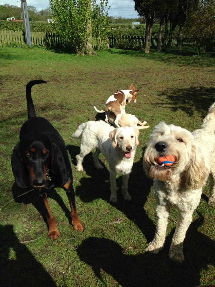 Dog Walking Wakefield, West Yorkshire: Chris Beech Dog Training & Walking Service