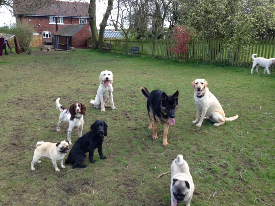 Dog Walking Wakefield, West Yorkshire: Chris Beech Dog Training & Walking Service