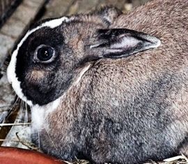 mangimi per conigli, gabbie per conigli, trasporto animali domestici
