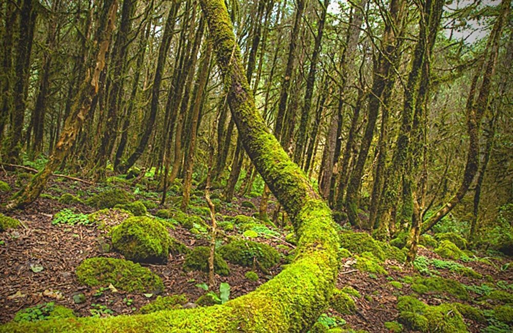 gito yaylası turu, günübirlik gito yaylası turu, gito yaylası günübirlik tur, günübirlik gito badara yaylası turlar