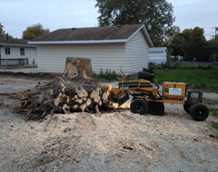 Cutting ─ Before Removing A Cut Tree in Chatham, IL