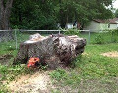 Tree ─ Before Removing A Tree in Chatham, IL