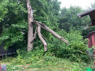 A tree that has fallen in the backyard of a house.