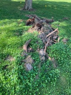 The roots of a tree are visible in the grass.