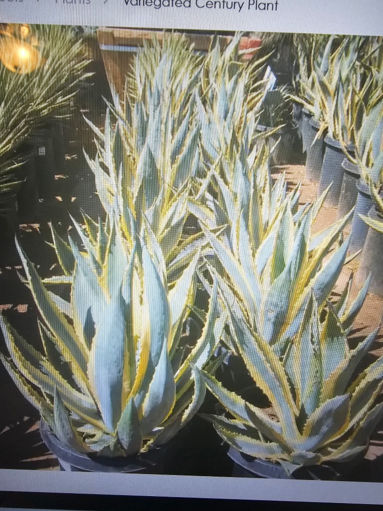 Variegated century plants with spiky blue-green leaves edged in yellow, in black pots.