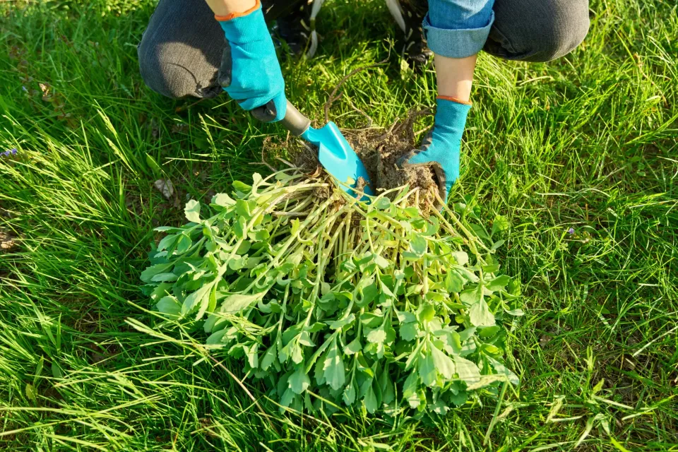 Person wearing blue gloves weeds a plant with a trowel in a grassy area.