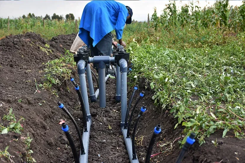 Person in blue shirt installing a drip irrigation system in a field.
