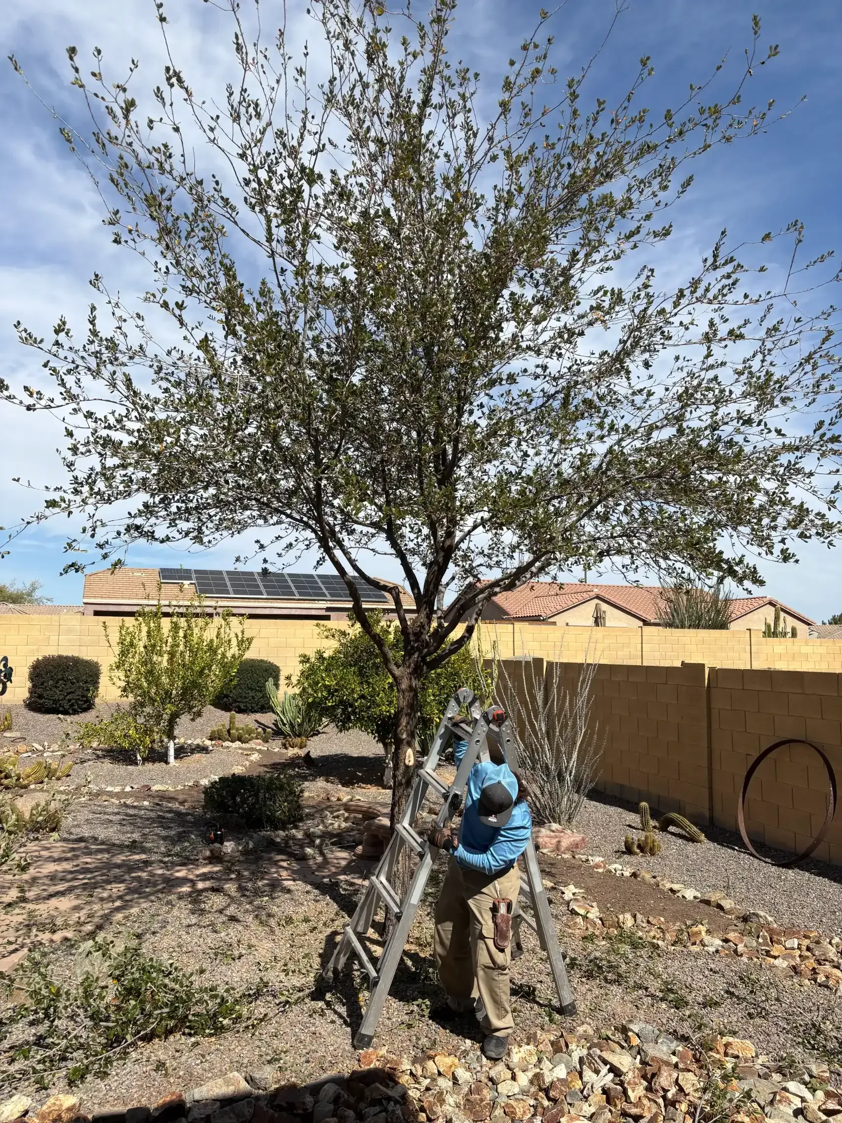 Person on a ladder pruning a tree in a sunny backyard. A home with solar panels is in the background.