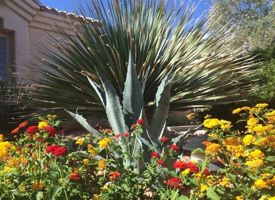 A yucca plant with spiky green leaves surrounded by red and yellow flowers in a garden.