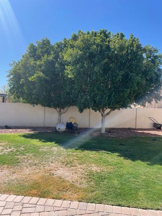 Two trees with white trunks and green foliage stand in a yard with a white wall and green grass under a sunny blue sky.