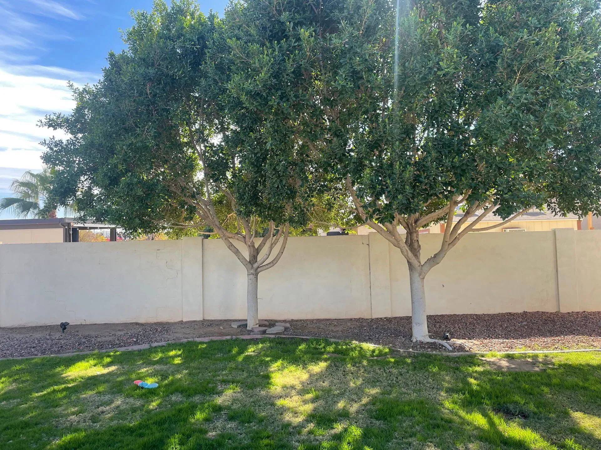 Two trees with white trunks and green leaves stand in a yard with a white wall behind them.