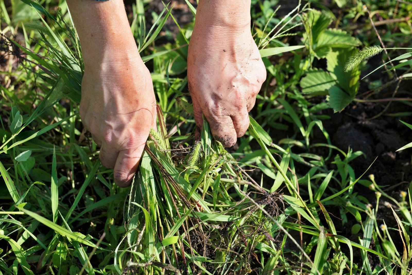 Hands pulling weeds from a patch of grass. The hands are covered in soil, and the weeds are green.
