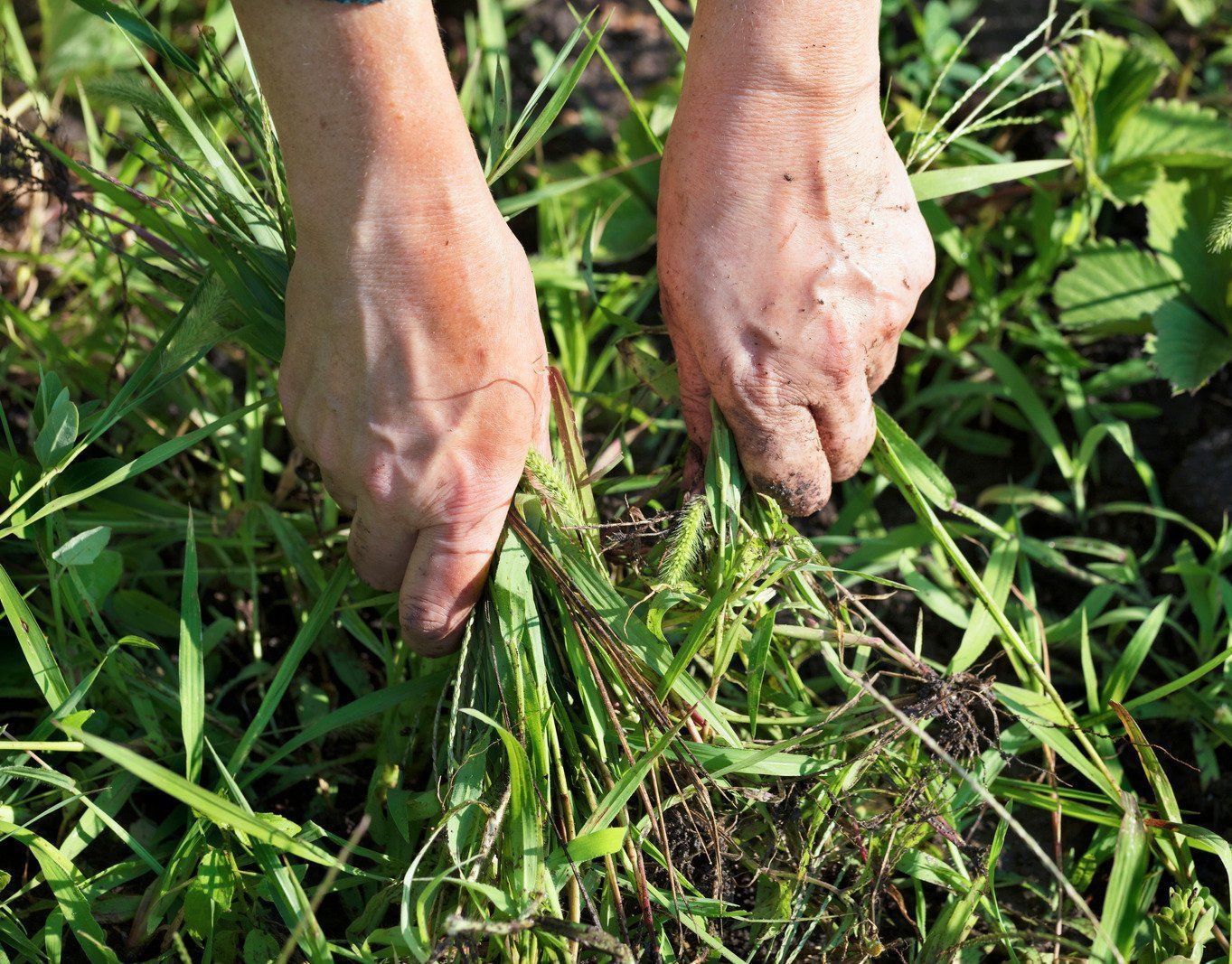 Hands pulling weeds from a garden. The hands are covered in dirt, and the surrounding grass is green.