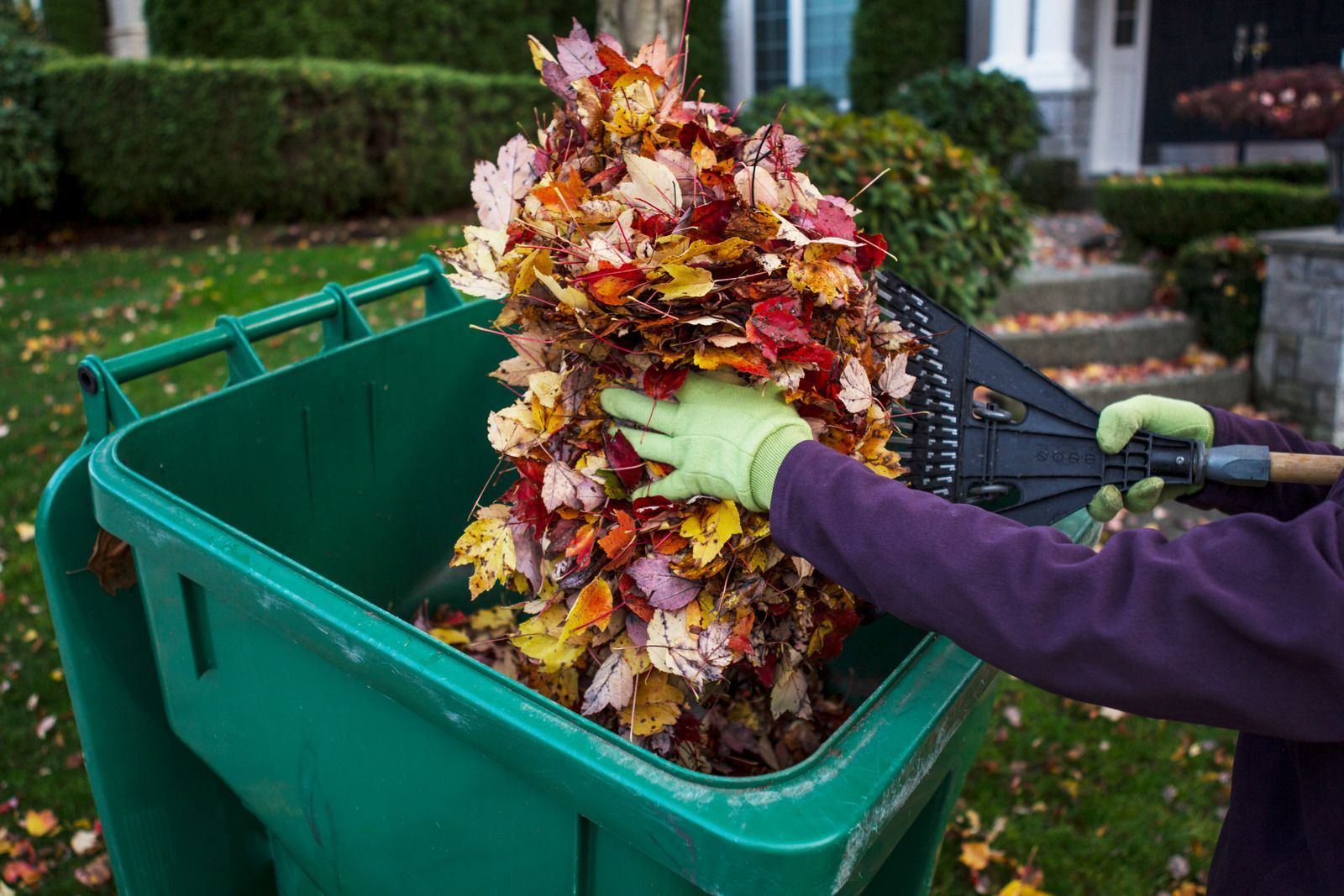 Person raking colorful fall leaves into a green trash bin in a yard. They wear green gloves and a purple shirt.