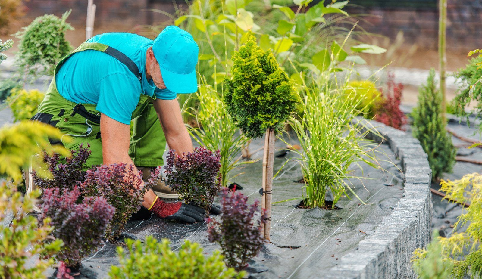 A gardener in a blue shirt and cap tending a garden bed filled with various plants.