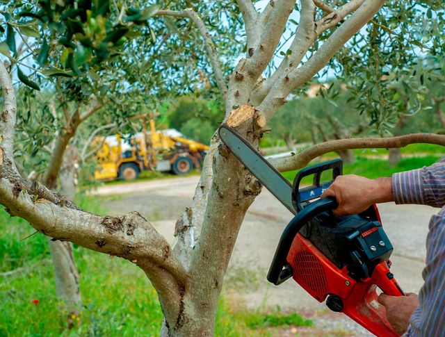 Person using a red chainsaw to cut a branch from an olive tree in a sunny outdoor setting. 