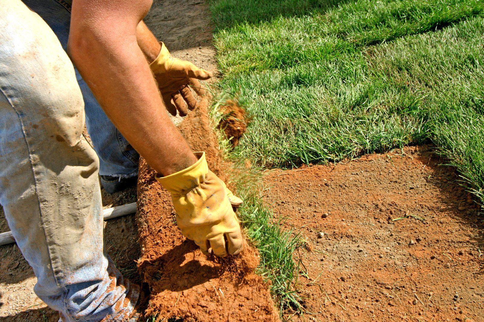 Hand spilling grass seed onto a green lawn. The person wears a dark green sleeve.
