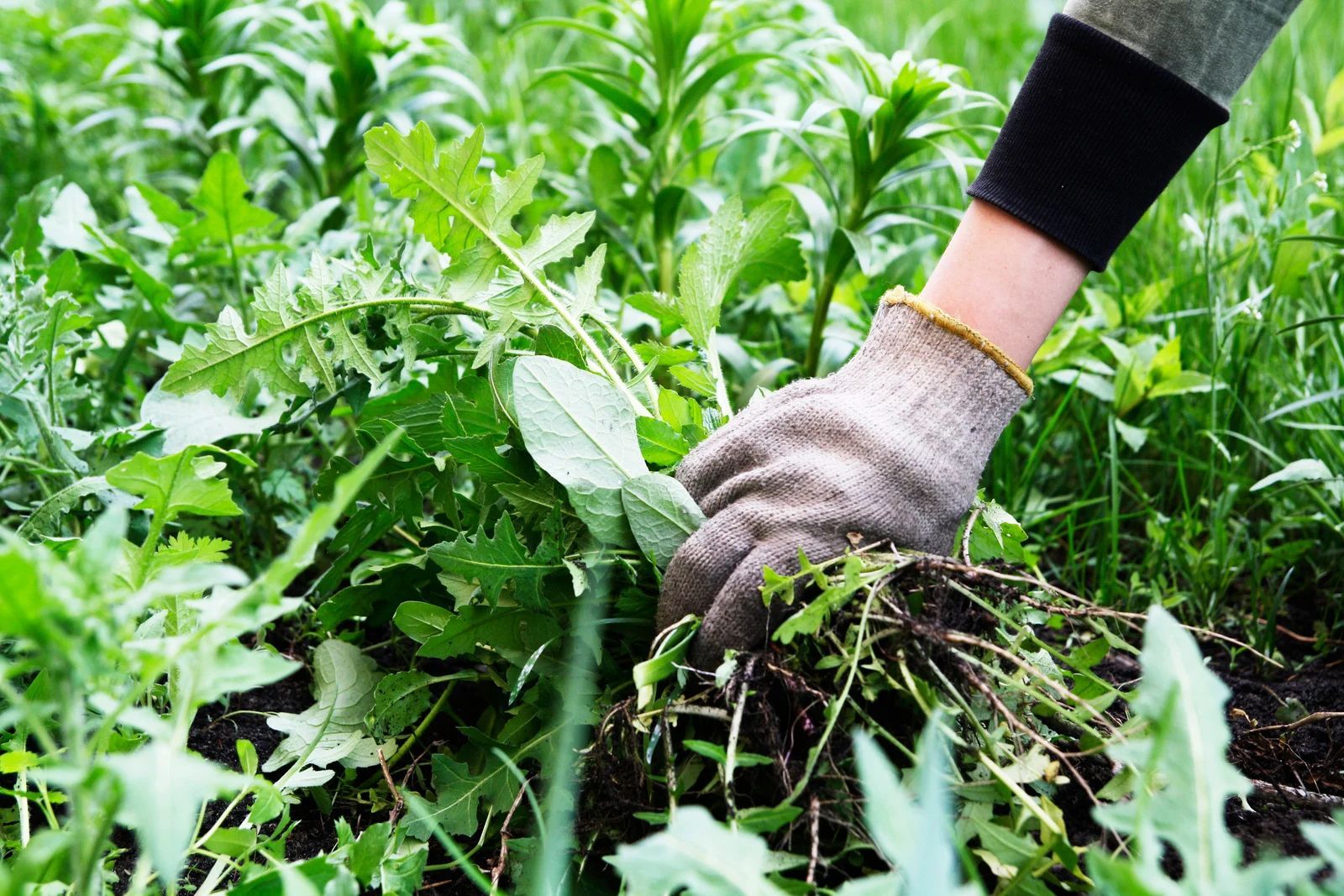 Gloved hand pulling weeds in a garden. Green plants and soil visible.