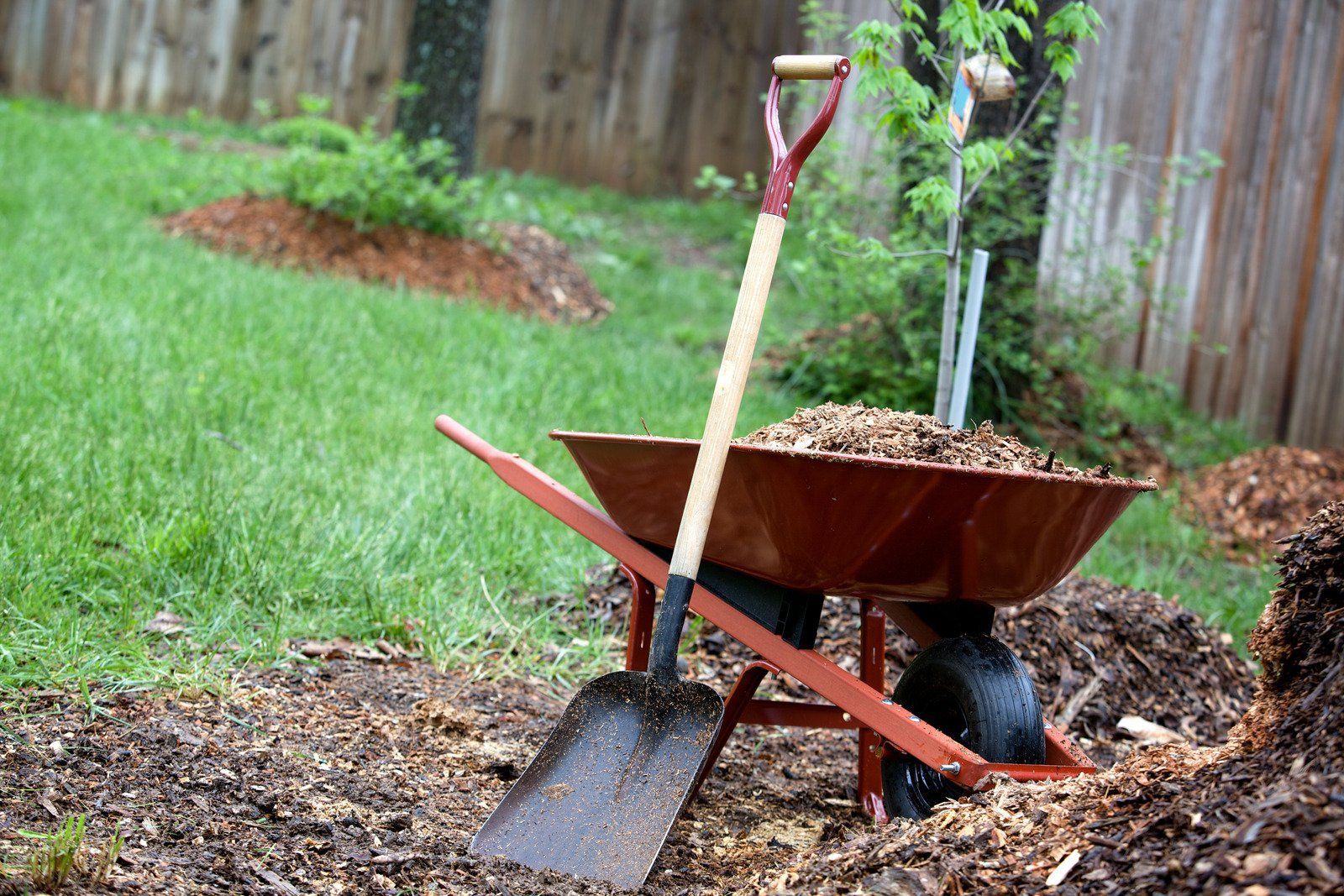 Wheelbarrow and shovel with mulch in a garden, ready for landscaping.