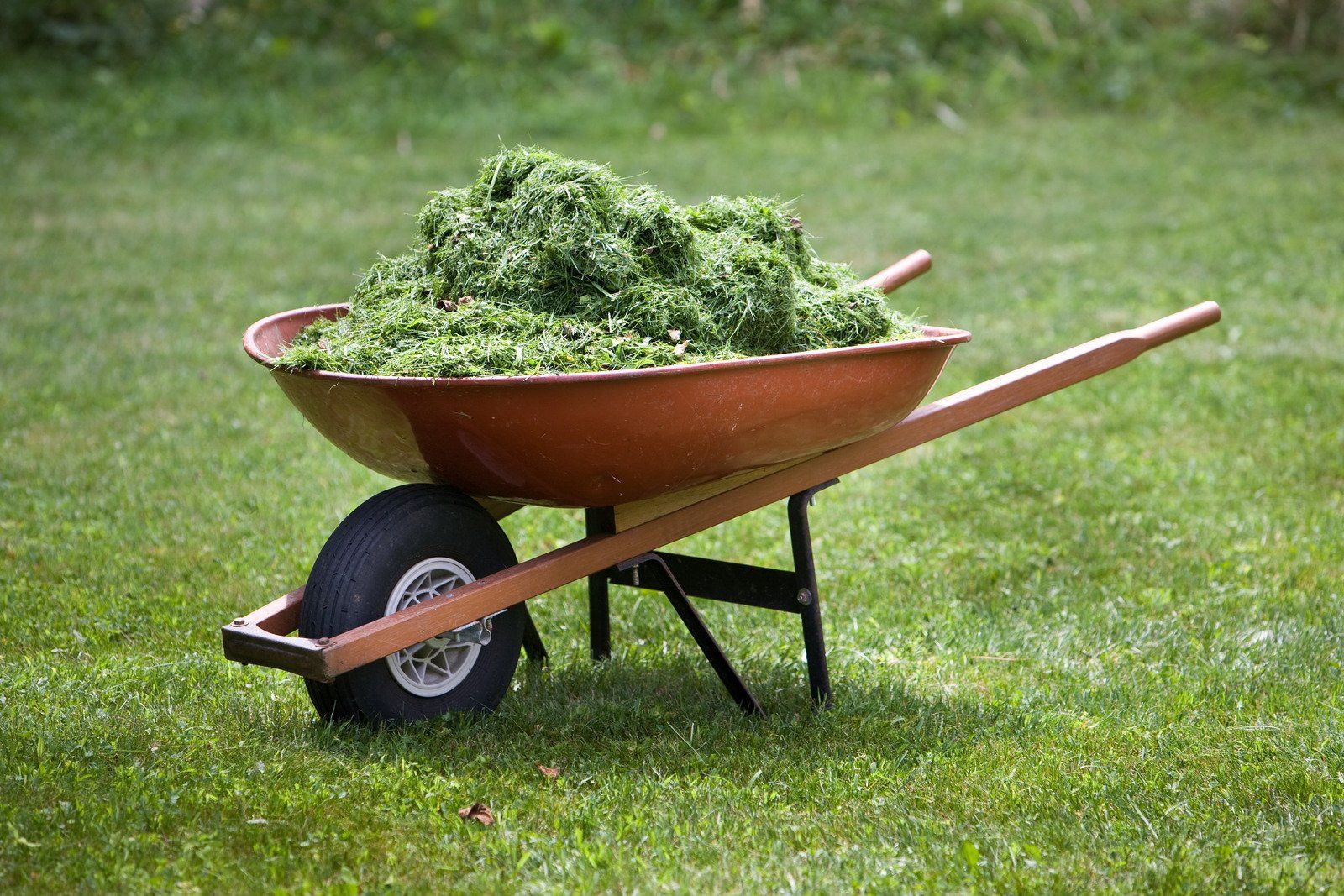 Wheelbarrow overflowing with freshly cut green grass on a lawn.