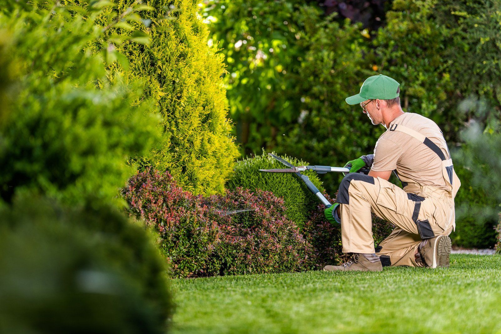 Gardener trimming a bush with hedge shears in a sunny garden. He's wearing a green cap and beige uniform.