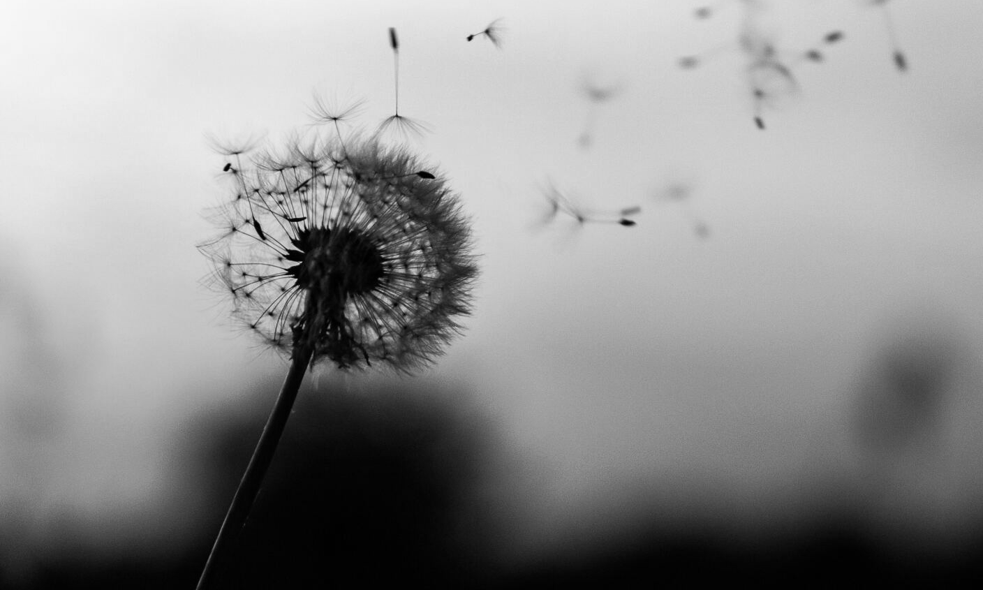 Black and white dandelion head with seeds blowing away in the wind.