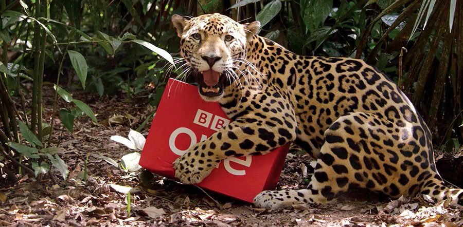 Creative Foam Solutions