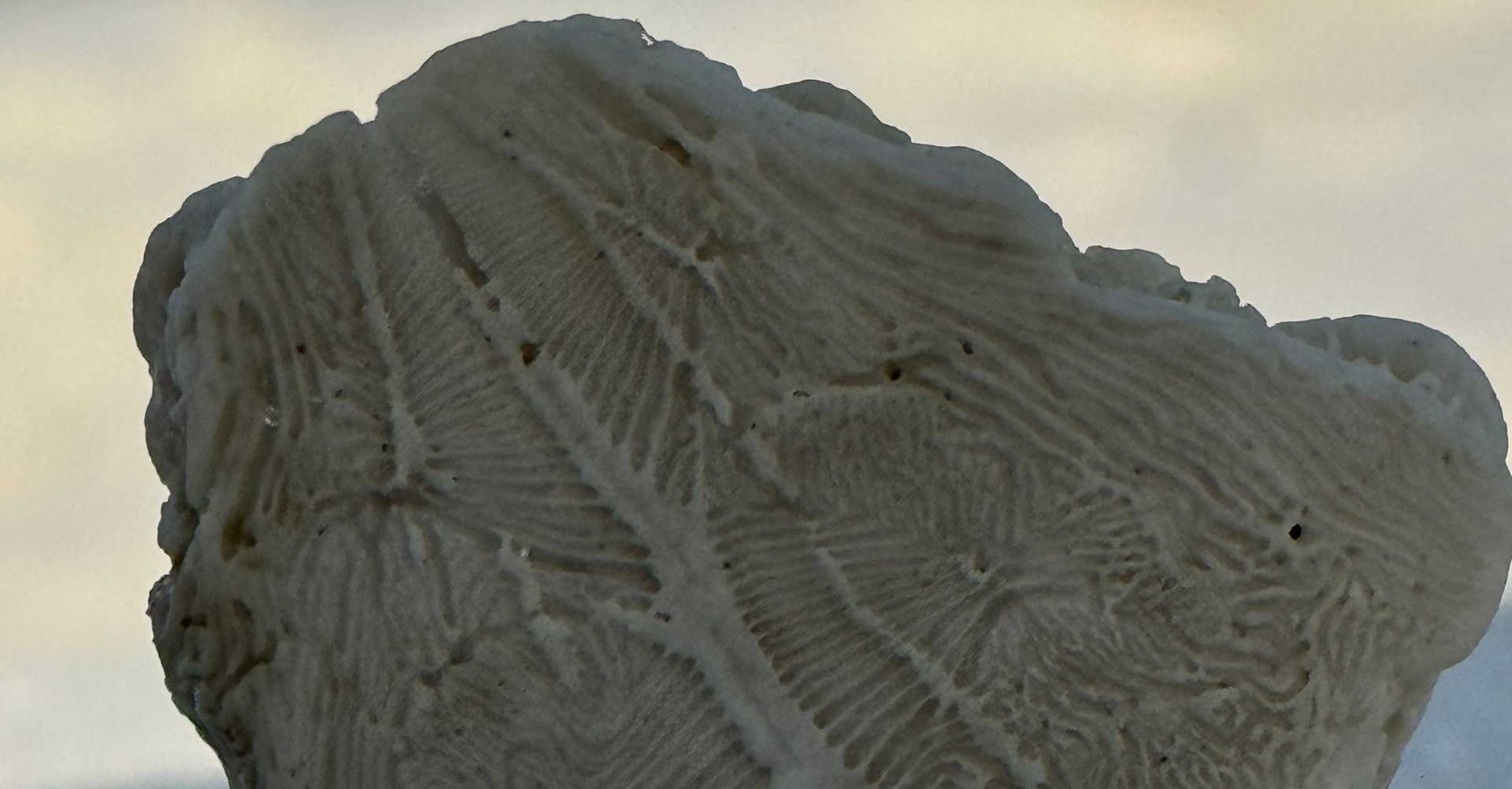 Close up of a seashell or coral texture on the sandy shore in Panama City Beach Florida
