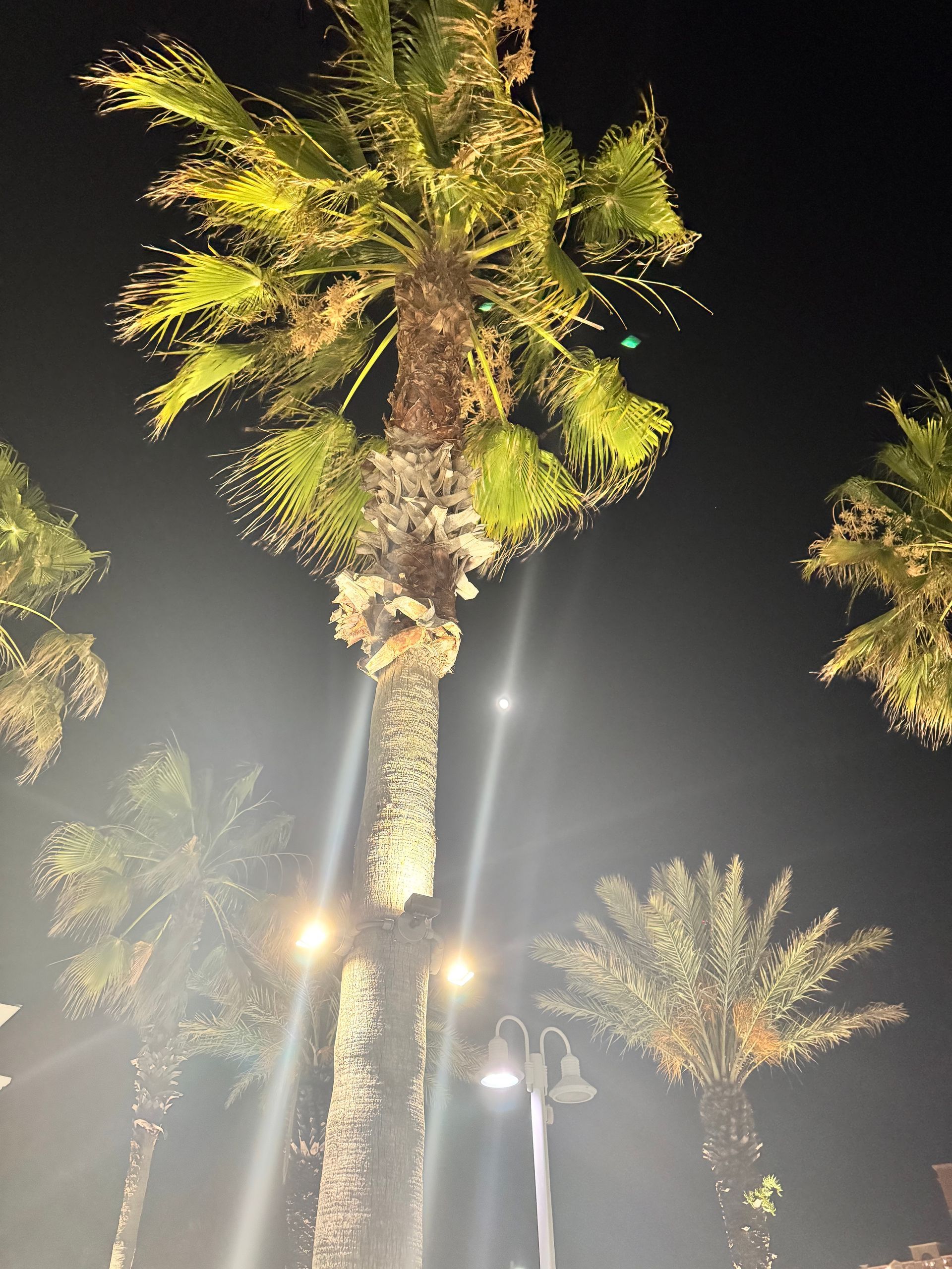 Palm trees lit at night in Panama City Beach Florida near beach vacation rentals
