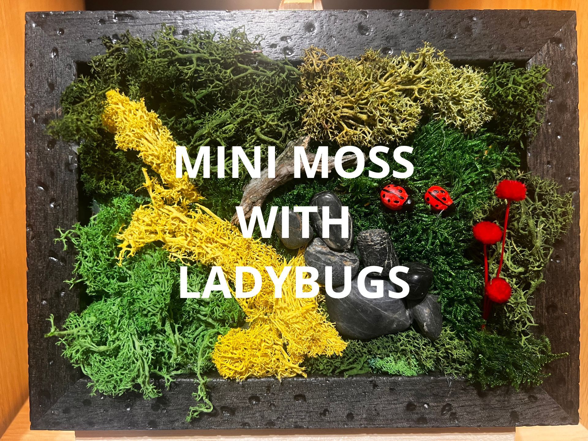 A picture of moss with ladybugs in a frame.