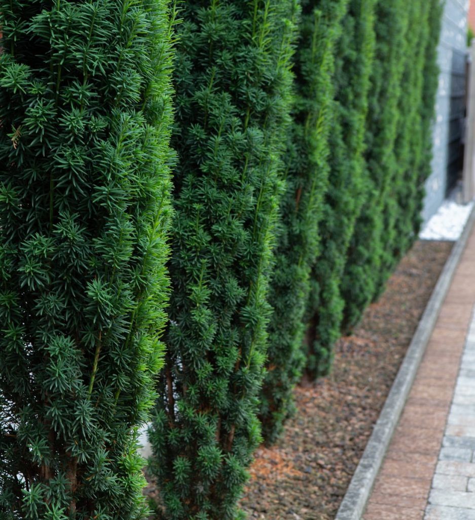 Hecke