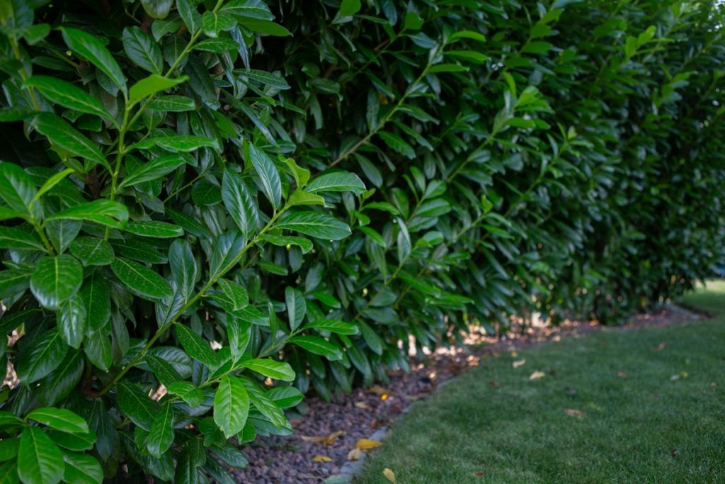 Hecke Kirschlorbeer