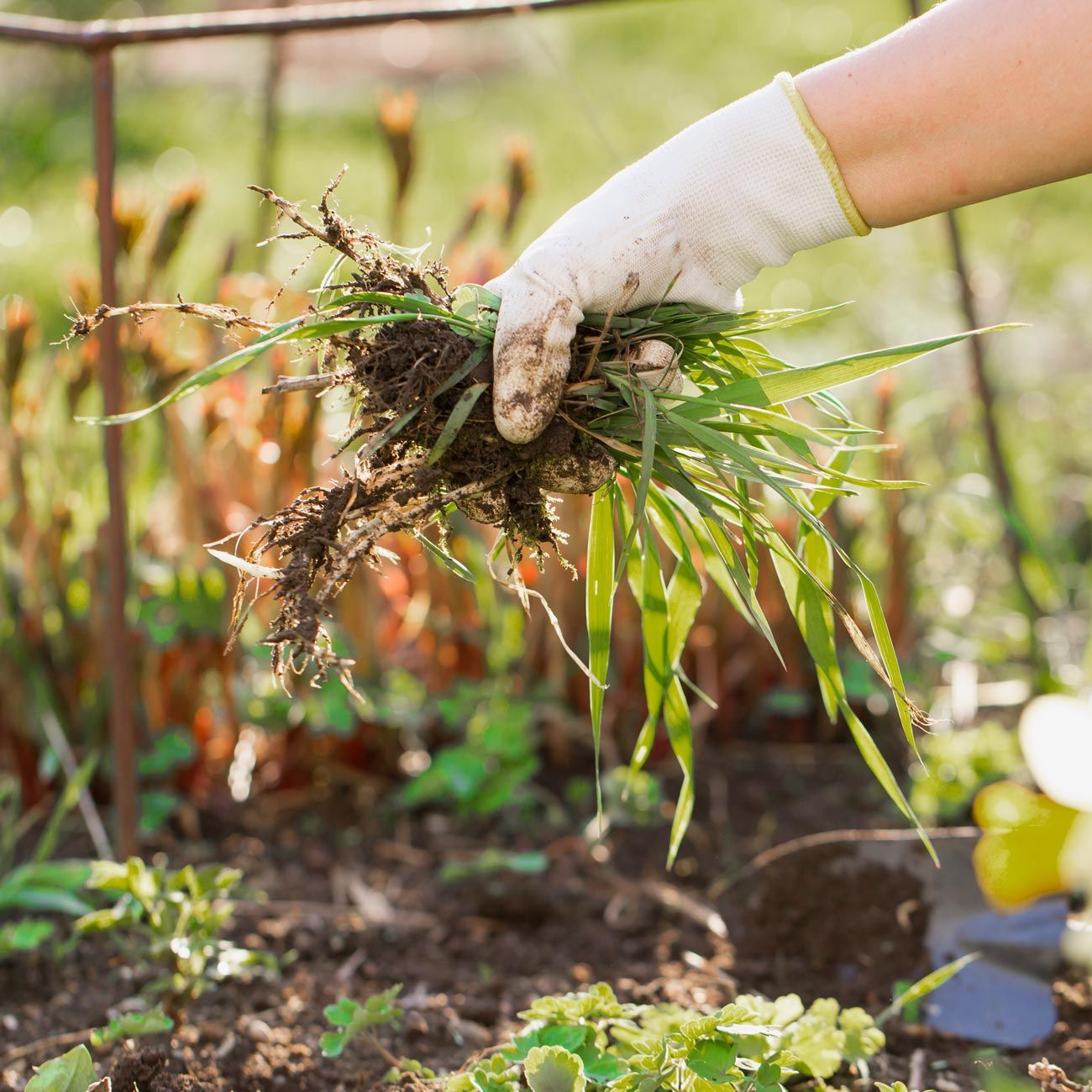 Garten Unkraut
