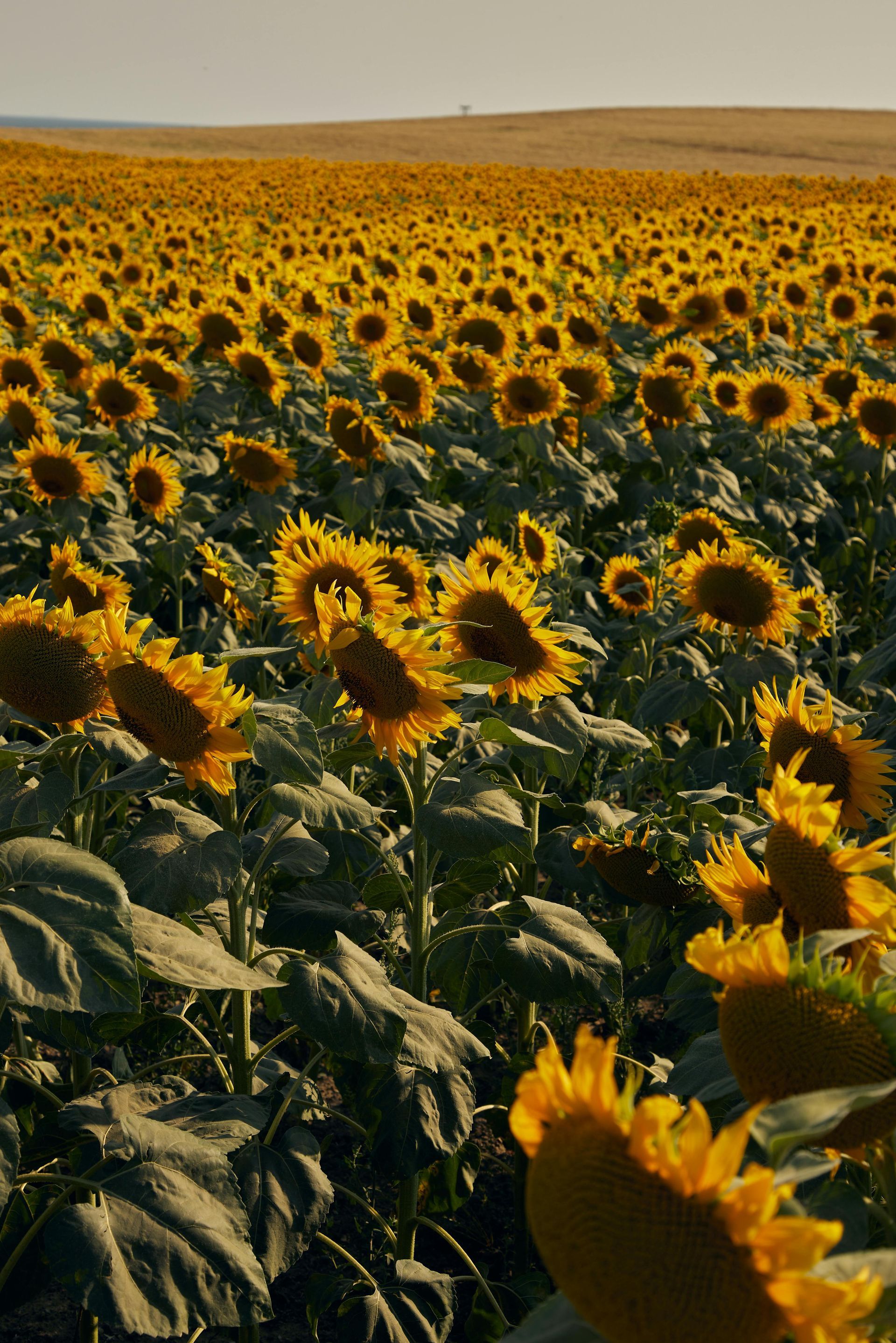 A field of sunflowers growing in the sun