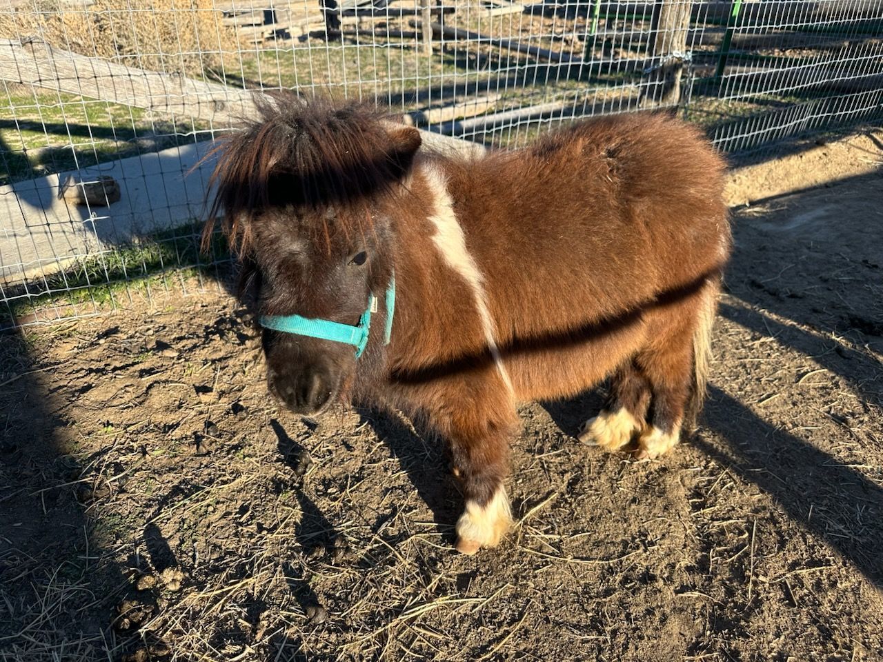 A brown miniature horse with a white stripe and a light blue halter stands in a dirt pen on a sunny day.