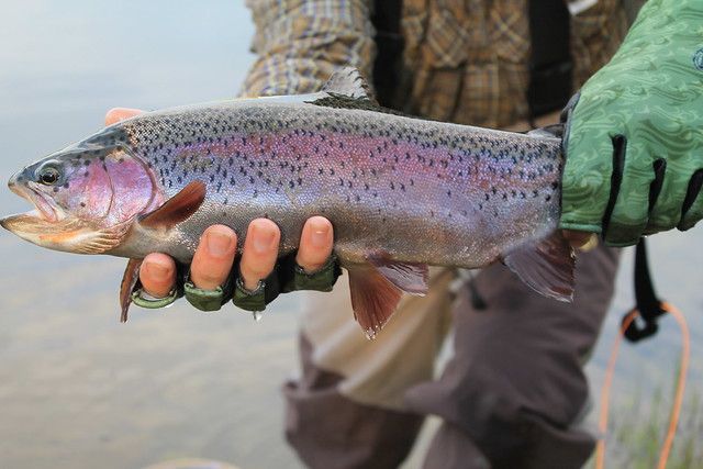 A person in green gloves holds a rainbow trout with distinctive pink lateral stripes and dark spots, viewed from the side.