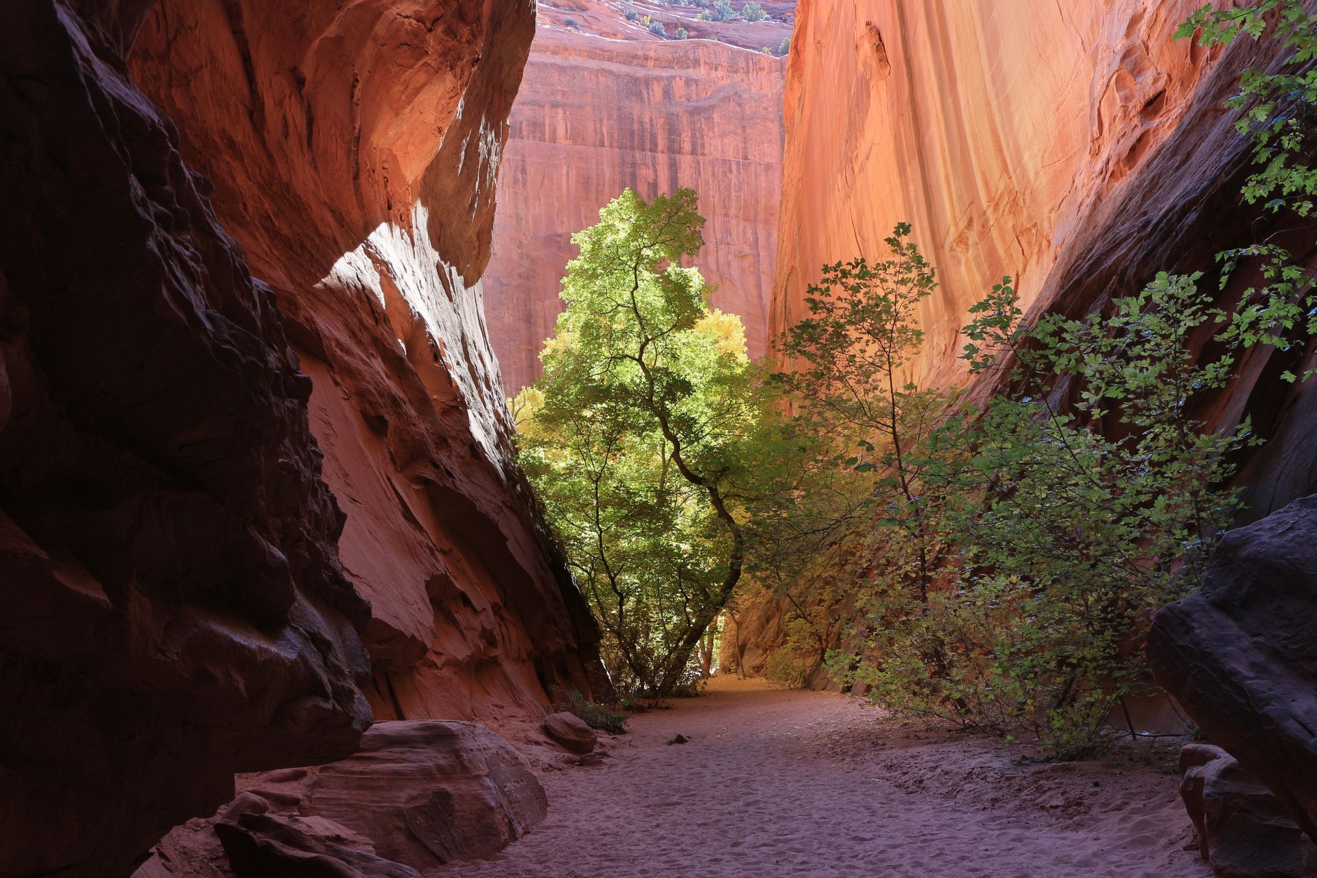 A vibrant green tree stands in a sandy, narrow canyon with towering, textured red rock walls under a bright patch of sky.