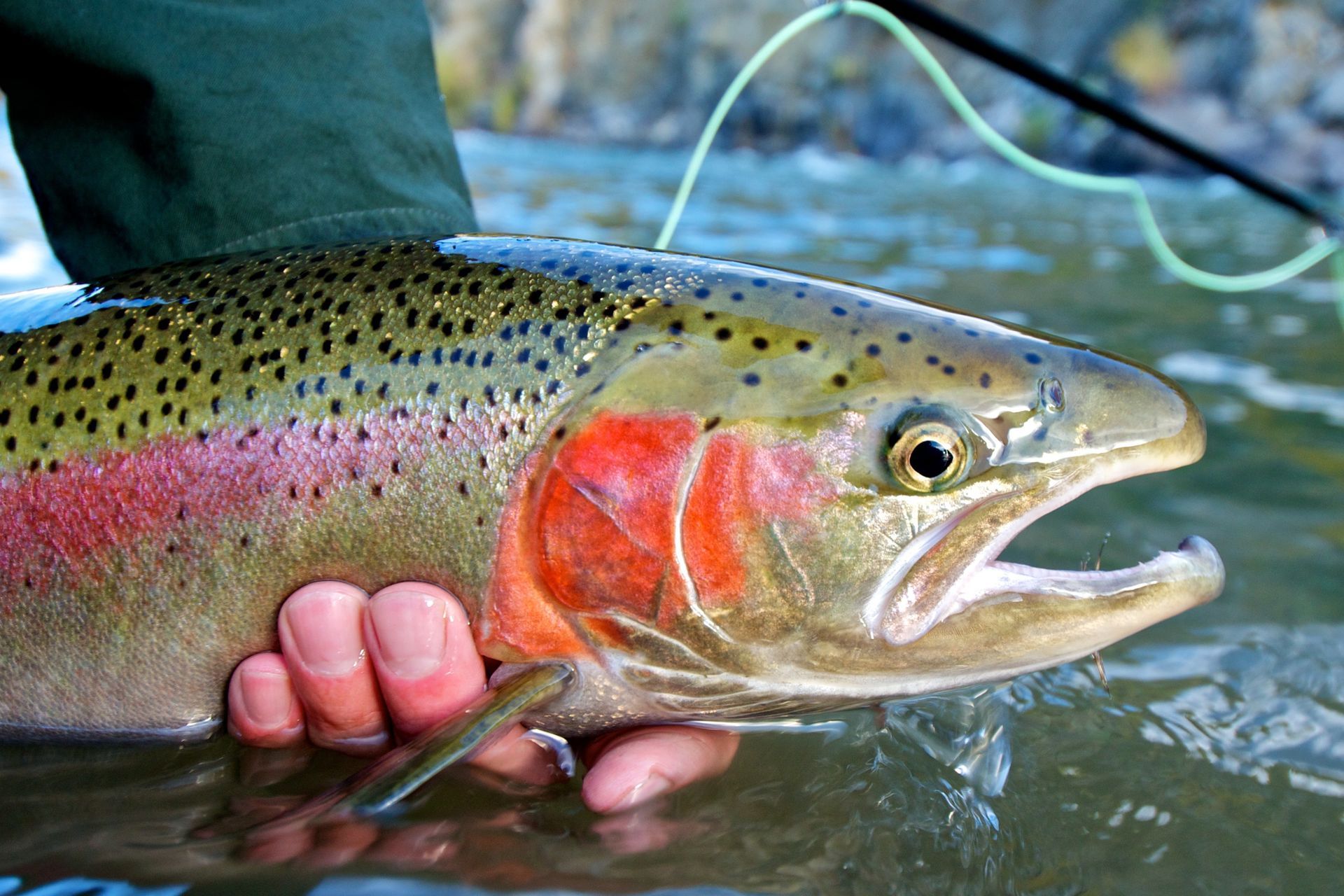A person holds a rainbow trout with a vibrant pink stripe along its side, half-submerged in a flowing river.