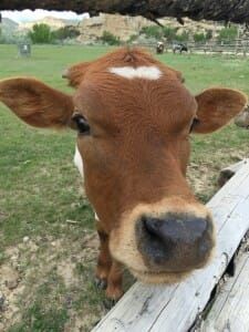 A brown calf with a white heart-shaped patch on its forehead looking into the camera from behind a wooden fence.